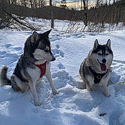 Shadow Et Aika participe au concours pour gagner de l'argent avec cette photo : dog, husky, snow, winter, outdoor, forest, trees, animal, pet, canine, nature, cold, fur, leash, daylight, playful, happy, sitting, landscape, sky