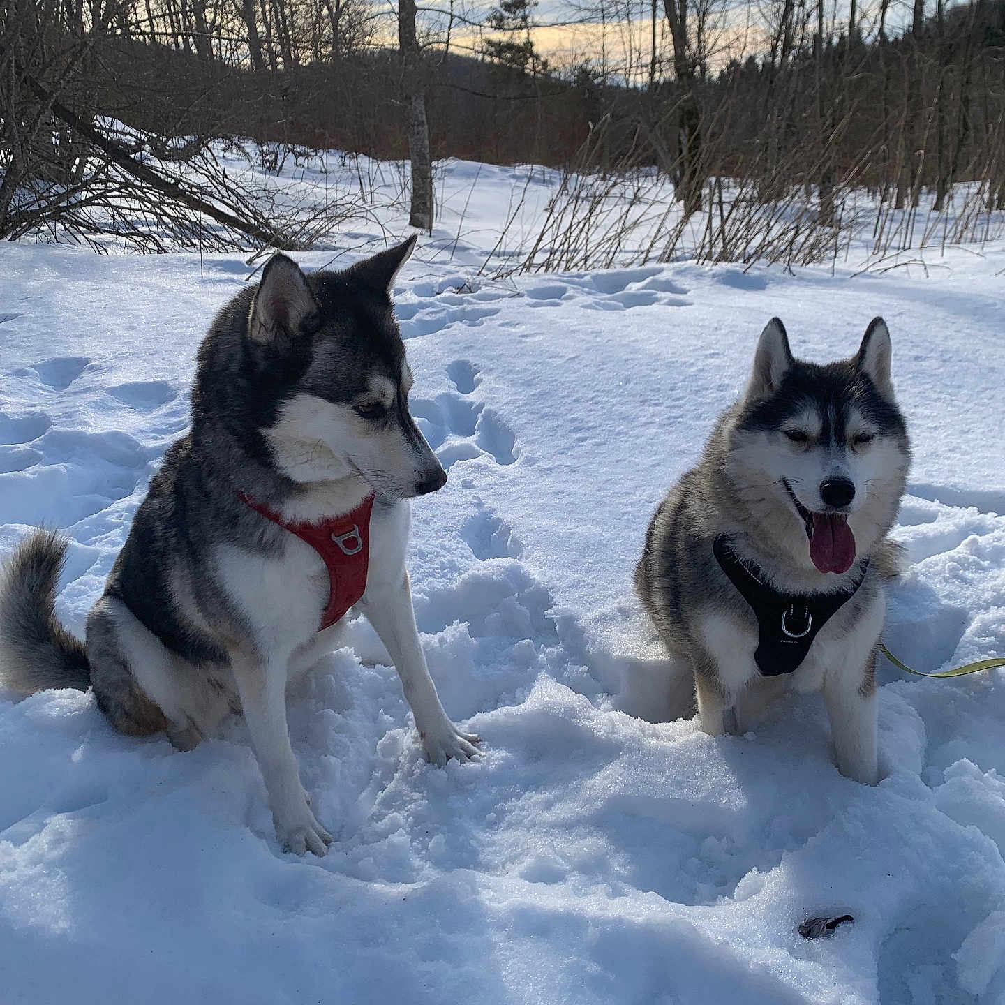 Shadow Et Aika participe au concours pour gagner de l'argent avec cette photo : animal, canine, cold, daylight, dog, forest, fur, happy, husky, landscape, leash, nature, outdoor, pet, playful, sitting, sky, snow, trees, winter