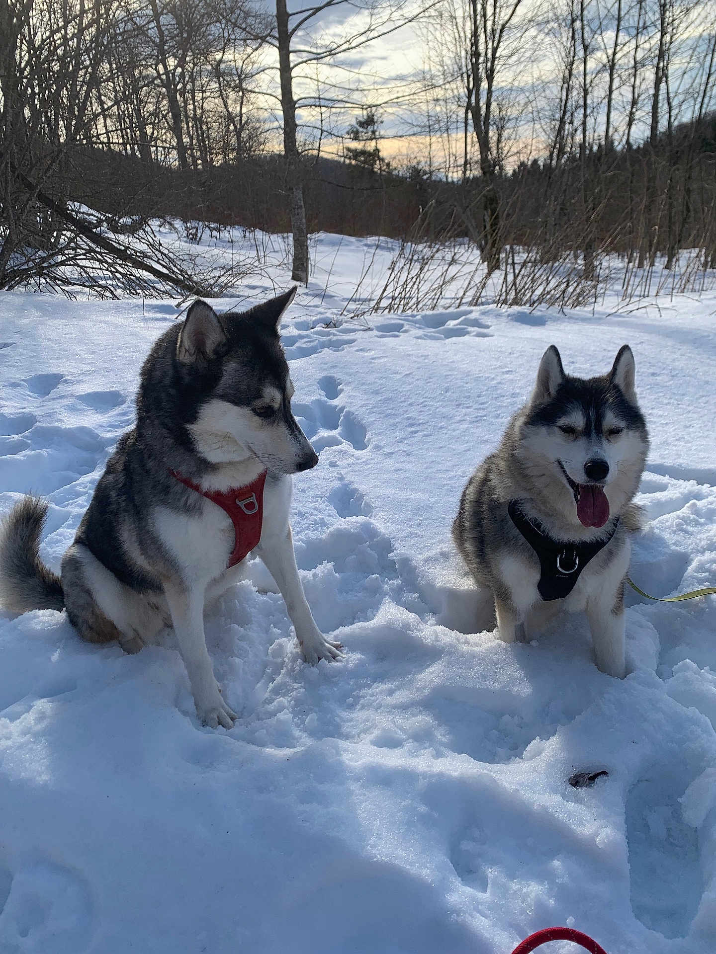 Shadow Et Aika participe au concours pour gagner de l'argent avec cette photo : dog, husky, snow, winter, outdoor, forest, trees, animal, pet, canine, nature, cold, fur, leash, daylight, playful, happy, sitting, landscape, sky
