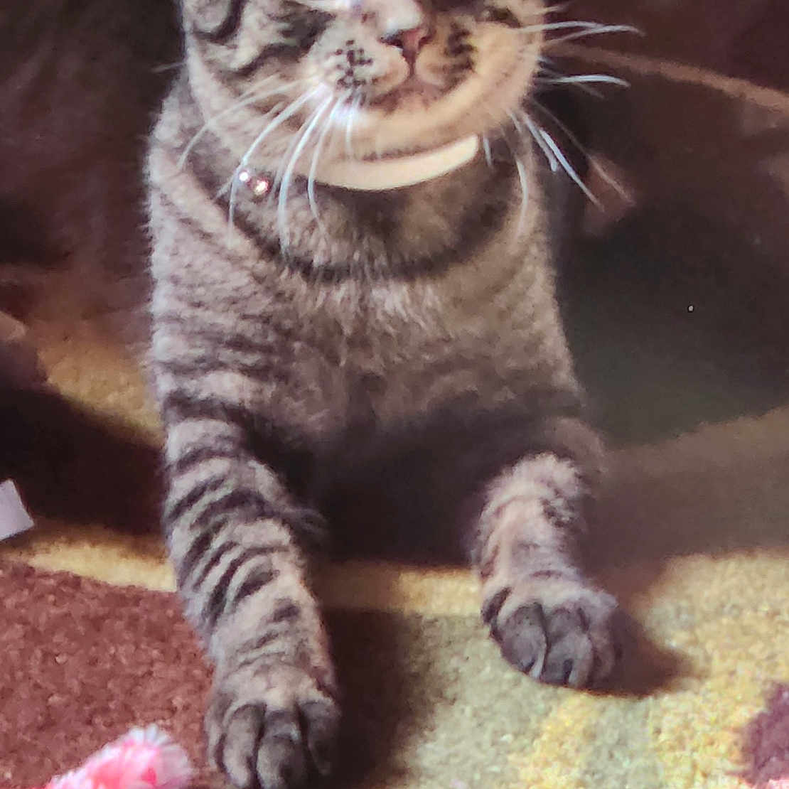 Zeus joined the competition — help win amazing prizes! abyssinian, animal, bodypart, cat, cushion, face, head, homedecor, indoors, kitten, manx, mouth, person, pet, photography, plush, portrait, purple, teeth, toy