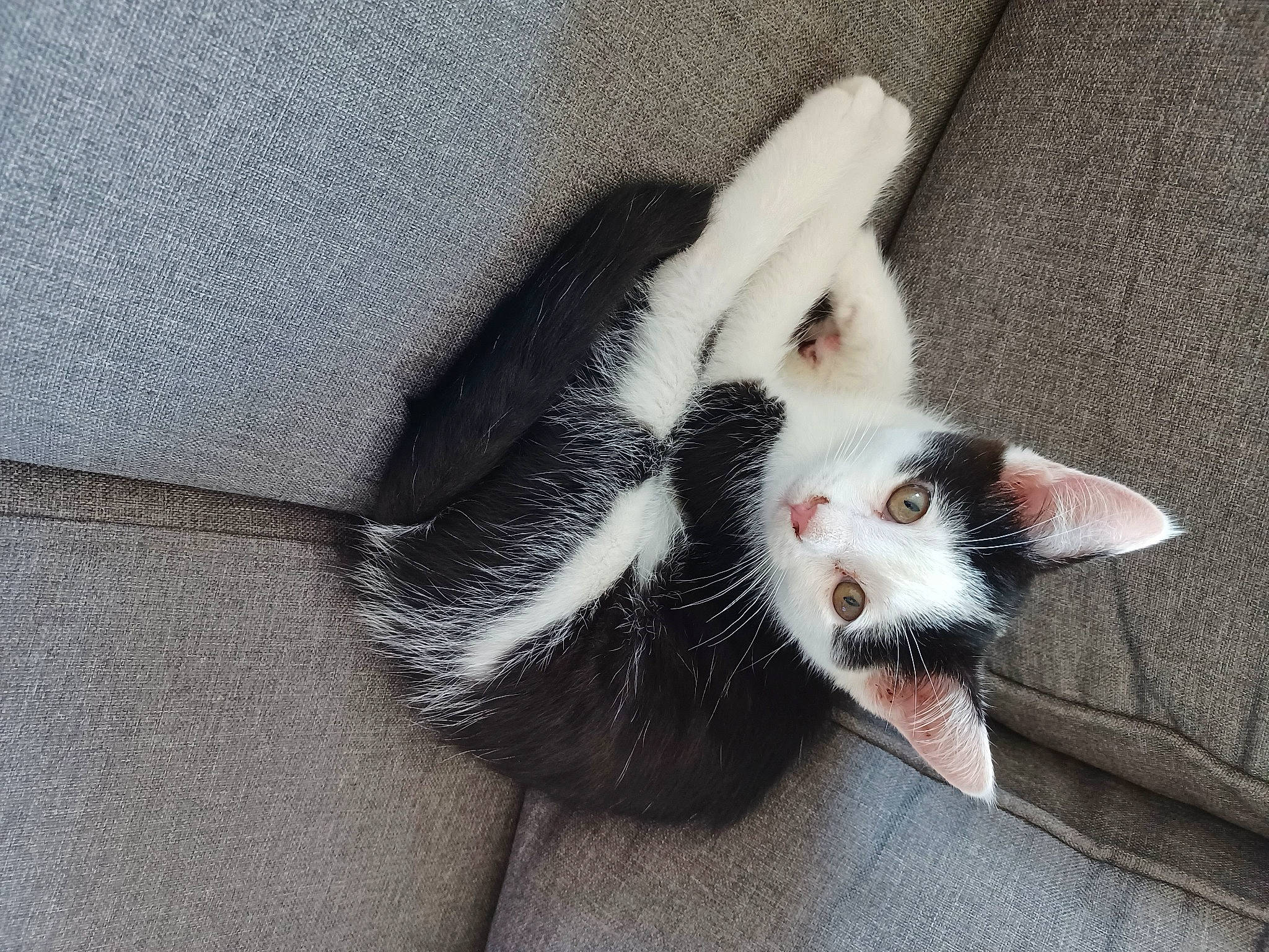 Denver participe au concours pour gagner de l'argent avec cette photo : carmine, carnivore, cat, claw, domestic_short_haired_cat, eye, felidae, foot, fur, grey, natural_material, paw, small_to_medium_sized_cats, snout, tail, whiskers