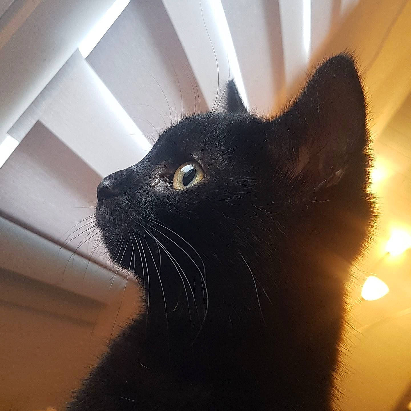 Draxit participe au concours pour gagner de l'argent avec cette photo : black_cat, bombay, carnivore, cat, domestic_short_haired_cat, felidae, flooring, fur, head, paw, shadow, small_to_medium_sized_cats, snout, tail, terrestrial_animal, tints_and_shades, whiskers, window