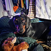 Maverick is registered to the contest to win money with this photo: animal, bed, bedroom, black_and_tan, blanket, clothing, cozy, curtain, dachshund, dog, ears, fabric, fur, indoor, looking_at_camera, pet, plush_toy, quilt, soft_toy, toy