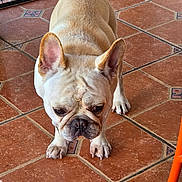 Oliver is registered to the contest to win money with this photo: dog, french_bulldog, pet, animal, ears, face, floor, tile, curious, indoor, brown, legs, paws, canine, looking, standing, wrinkles, short_hair, companion, domestic