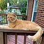 cat, orange_tabby, feline, pet, animal, outdoor, deck, railing, wood, brick_wall, window, greenery, trees, chair, table, calm, relaxed, suburban, daylight, fur