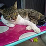 cat, tabby, white_paws, yellow_eyes, table, pink_table, turquoise_table, indoor, furniture, toy, carpet, relaxed, lying_down, pet, animal, curious, striped_fur, close_up, domestic_cat, resting