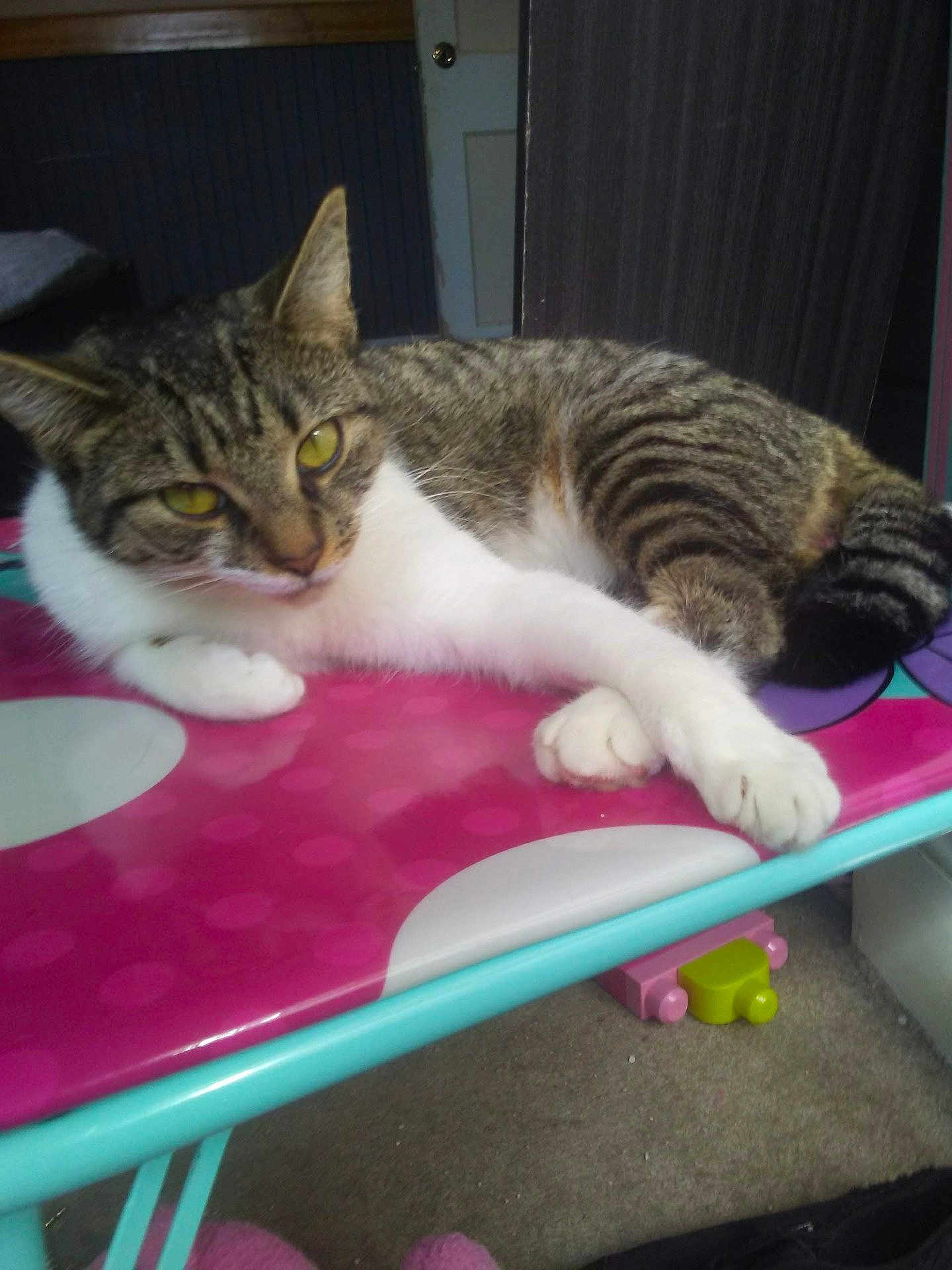 Ellie Mae joined the competition — help win amazing prizes! cat, tabby, white_paws, yellow_eyes, table, pink_table, turquoise_table, indoor, furniture, toy, carpet, relaxed, lying_down, pet, animal, curious, striped_fur, close_up, domestic_cat, resting