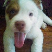 Cooper joined the competition — help win amazing prizes! dog, puppy, tongue_out, close_up, white_fur, brown_patch, floor, indoor, cute, pet, animal, canine, playful, young_dog, laying_down, tongue, fur, friendly, domestic_animal, happy