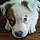 Cooper