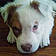 Cooper