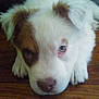 puppy, dog, close_up, lying_down, white_fur, brown_patch, blue_eyes, pet, animal, floor, indoor, cute, young, fur, nostrils, ears, nose, head, expression, resting
