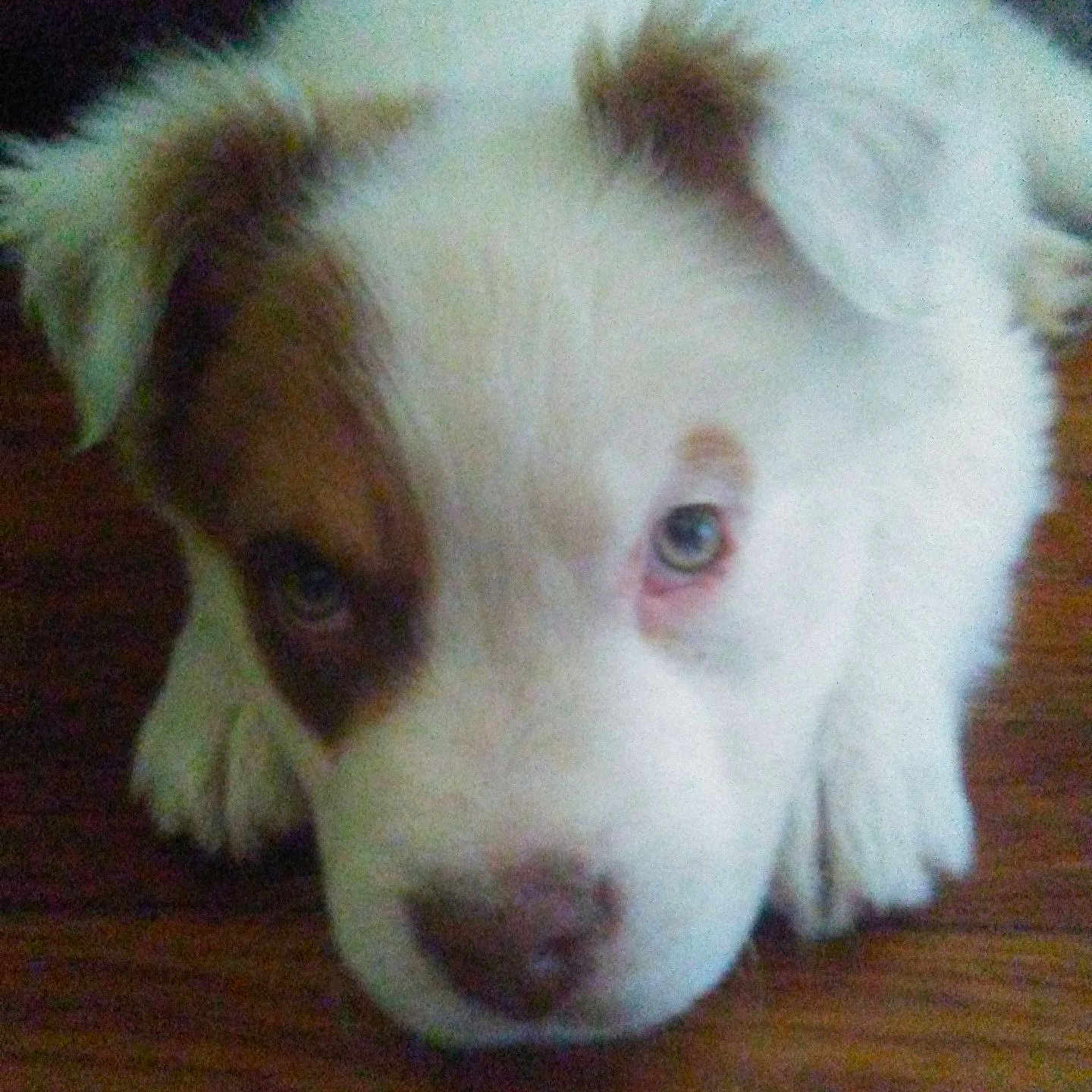 Cooper is registered to the contest to win money with this photo: animal, blue_eyes, brown_patch, close_up, cute, dog, ears, expression, floor, fur, head, indoor, lying_down, nose, nostrils, pet, puppy, resting, white_fur, young