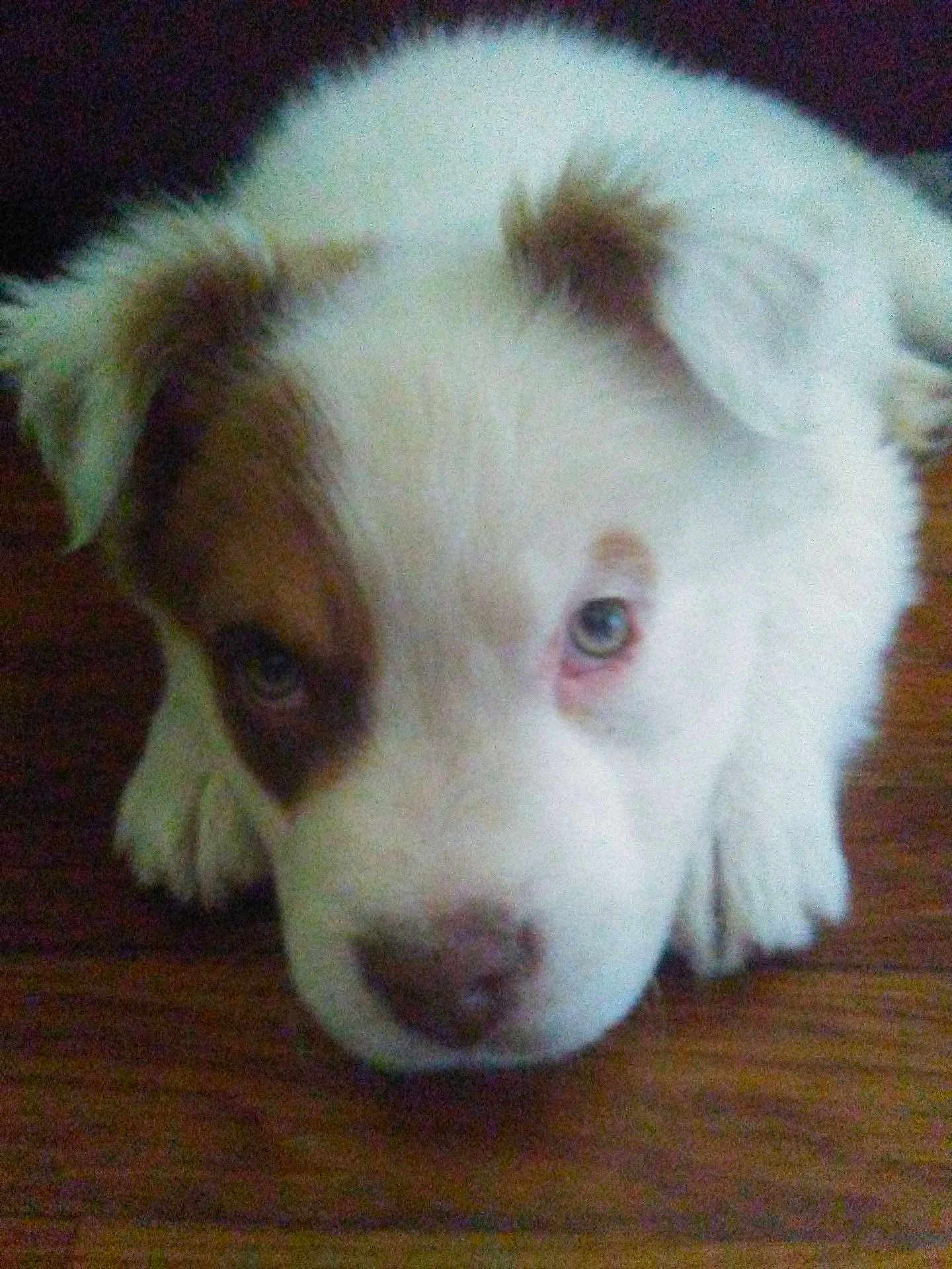 Cooper