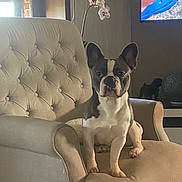 Georges participe au concours pour gagner de l'argent avec cette photo : alert, animal, armchair, blue_croc, cute, decor, dog, ears, footwear, french_bulldog, furniture, home, indoor, living_room, orchid, pet, plant, portrait, seated, television