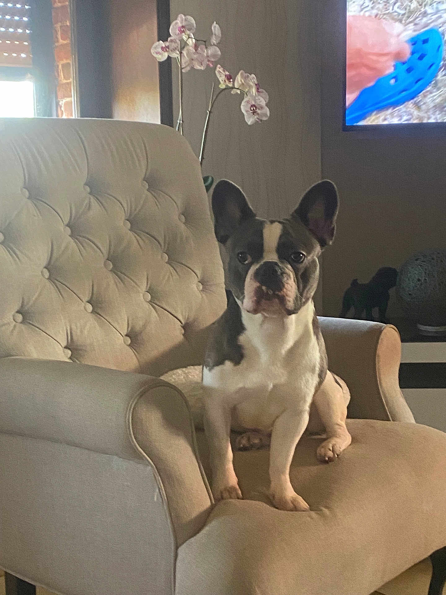 Georges