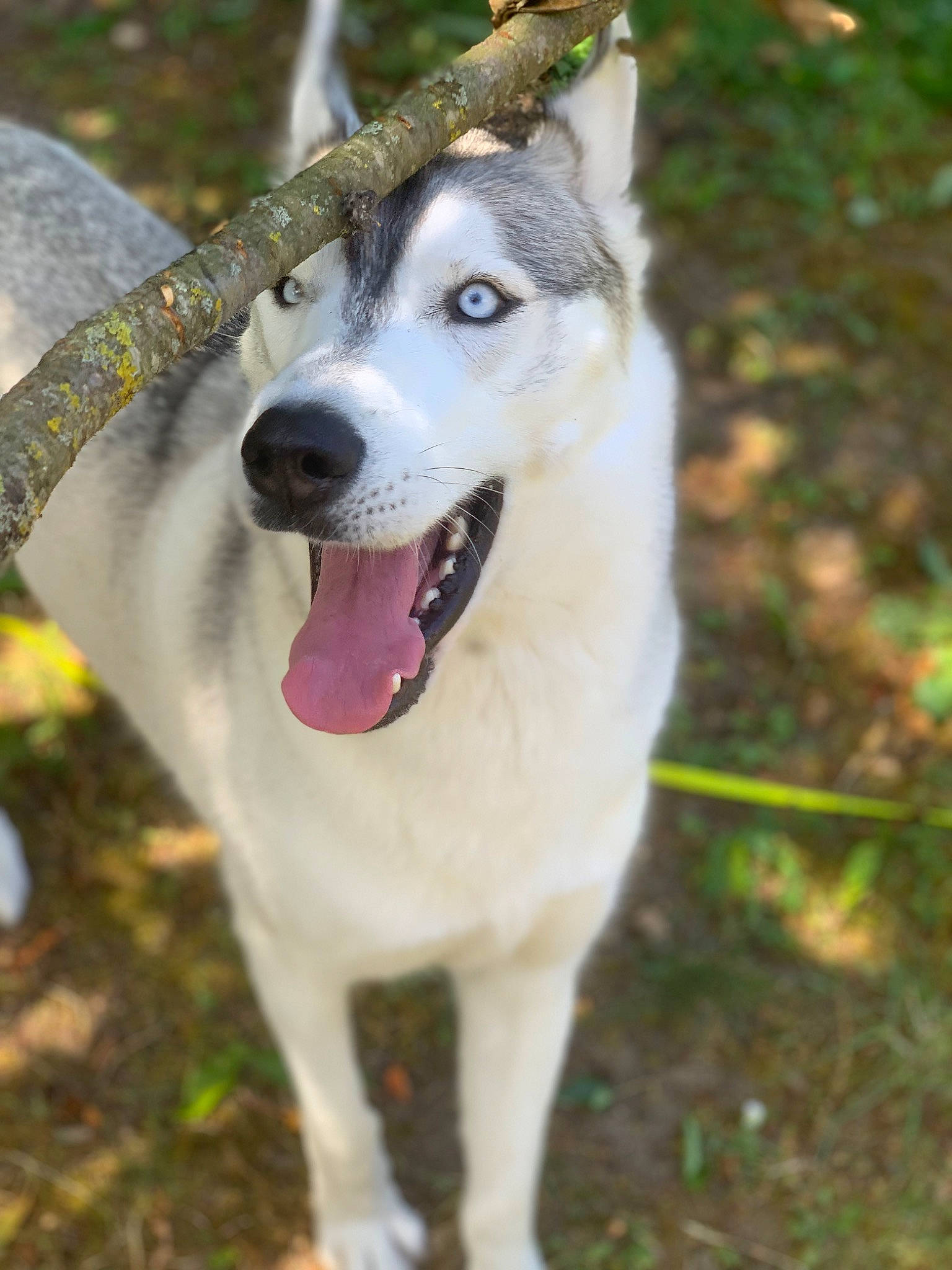 Leïto a rejoint le concours — aidez-le/la à gagner de superbes lots ! canidae, carnivore, collar, companion_dog, dog, dog_breed, dog_collar, fang, fawn, fur, grass, pet_supply, plant, sled_dog, snout, sporting_group, terrestrial_animal, whiskers, working_animal, working_dog