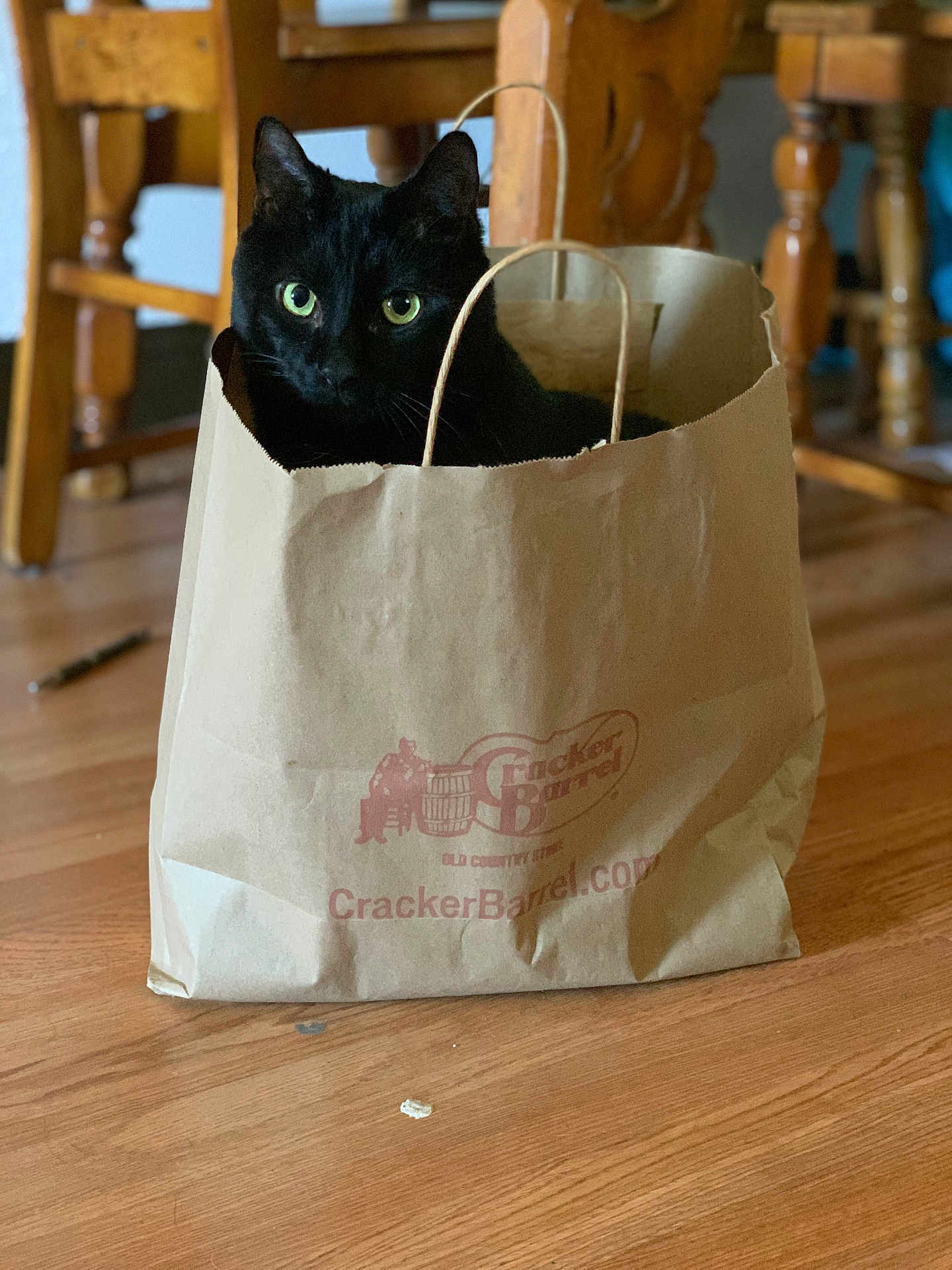 Ebony is registered to the contest to win money with this photo: black_cat, cat, paper_bag, bag, cracker_barrel_logo, green_eyes, wooden_floor, hardwood_floor, chair, dining_table, indoor, pet, cute, curious, sitting, portrait, domestic_animal, fur, handle, household_object