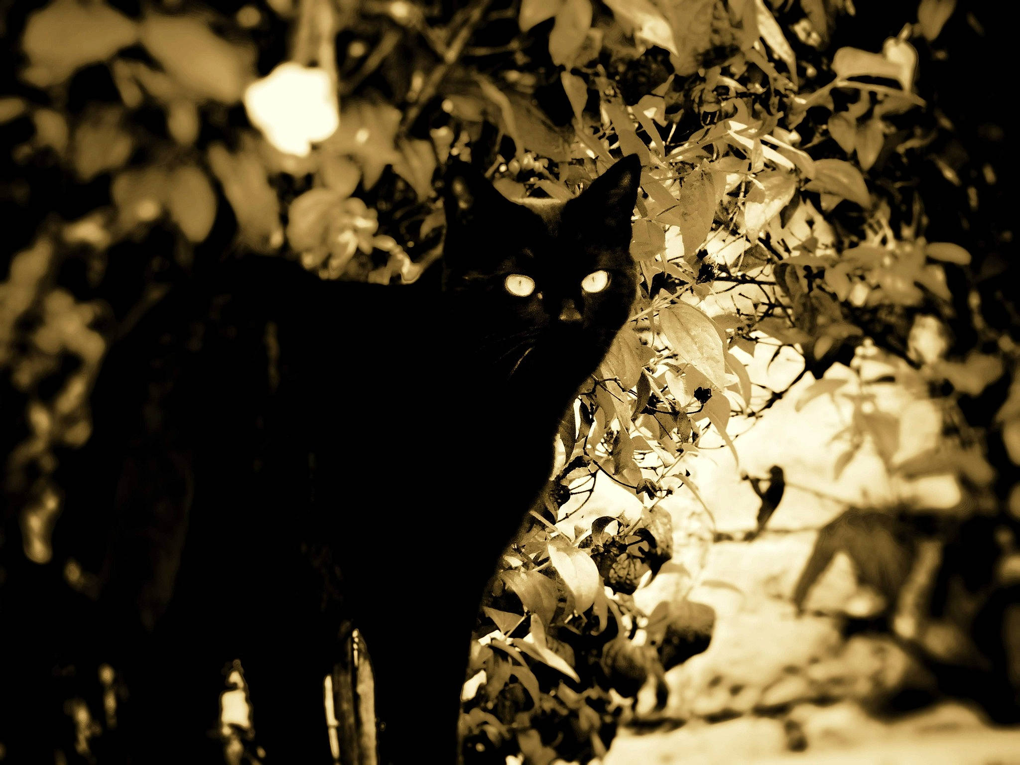 Robert participe au concours pour gagner de l'argent avec cette photo : black, black_and_white, branch, cat, leaf, light, monochrome, monochrome_photography, night, organism, pattern, photography, plant, shadow, soil, sunlight, tints_and_shades, tree, water, world