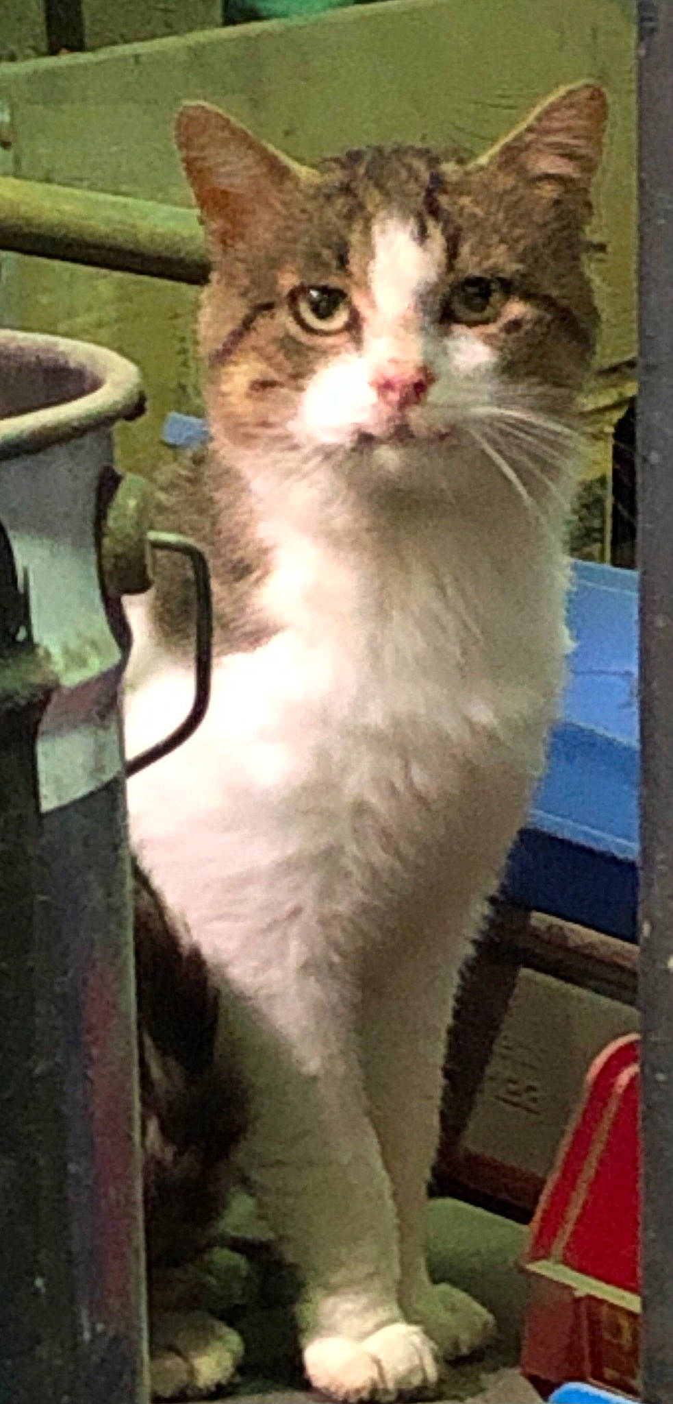 Harry participe au concours pour gagner de l'argent avec cette photo : carnivore, cat, domestic_short_haired_cat, door, fawn, felidae, fur, pet_supply, serveware, small_to_medium_sized_cats, snout, tail, terrestrial_animal, whiskers, window