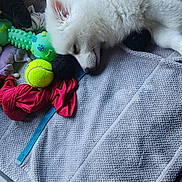 Aïko participe au concours pour gagner de l'argent avec cette photo : puppy, dog, white_fur, sleeping, towel, toys, tennis_ball, green_toy, indoor, floor, cozy, pet, cute, resting, soft, playful, animal, young_dog, relaxing, domestic