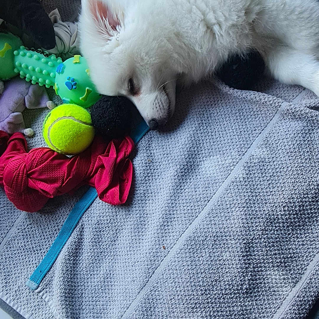 Aïko participe au concours pour gagner de l'argent avec cette photo : animal, cozy, cute, dog, domestic, floor, green_toy, indoor, pet, playful, puppy, relaxing, resting, sleeping, soft, tennis_ball, towel, toys, white_fur, young_dog