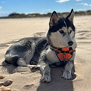 Yuta a rejoint le concours — aidez-le/la à gagner de superbes lots ! animal, beach, calm, clouds, daytime, dog, fur, husky, lying_down, nature, orange_harness, outdoor, pet, portrait, relaxed, sand, shadow, shells, sky, sunlight