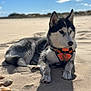animal, beach, calm, clouds, daytime, dog, fur, husky, lying_down, nature, orange_harness, outdoor, pet, portrait, relaxed, sand, shadow, shells, sky, sunlight
