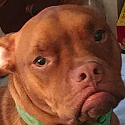 Halo is registered to the contest to win money with this photo: dog, brown_dog, close_up, pet, collar, indoor, household, face, expression, pouty, canine, animal, domestic, fur, portrait, looking, ears, nose, eyes, green_collar