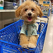 Toby joined the competition — help win amazing prizes! dog, shopping_cart, pet_store, happy, cute, fur, tongue_out, clothing, blue, aisle, retail, smiling, pet, animal, fur_texture, indoor, leash, store_shelves, shopping, friendly