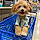 Toby