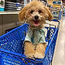 dog, shopping_cart, pet_store, happy, cute, fur, tongue_out, clothing, blue, aisle, retail, smiling, pet, animal, fur_texture, indoor, leash, store_shelves, shopping, friendly