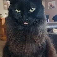 Moka a rejoint le concours — aidez-le/la à gagner de superbes lots ! cat, black_cat, fluffy_fur, tongue_out, indoor, living_room, pet, feline, close_up, green_eyes, cute, sassy, animal, mammal, domestic_cat, whiskers, ears, fur, portrait, cute_pet