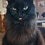 cat, black_cat, fluffy_fur, tongue_out, indoor, living_room, pet, feline, close_up, green_eyes, cute, sassy, animal, mammal, domestic_cat, whiskers, ears, fur, portrait, cute_pet