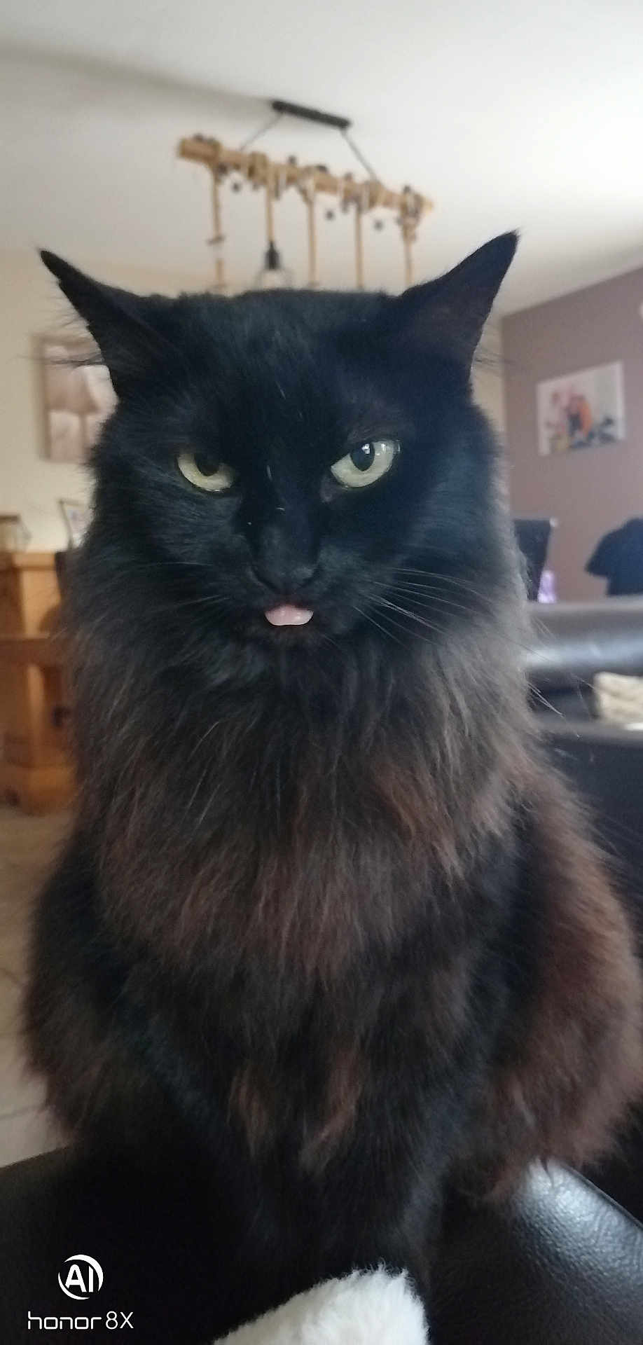 Moka a rejoint le concours — aidez-le/la à gagner de superbes lots ! cat, black_cat, fluffy_fur, tongue_out, indoor, living_room, pet, feline, close_up, green_eyes, cute, sassy, animal, mammal, domestic_cat, whiskers, ears, fur, portrait, cute_pet