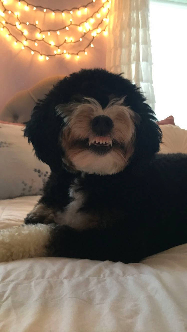 Zoey joined the competition — help win amazing prizes! canidae, carnivore, cavachon, cavapoo, cockapoo, companion_dog, dog, dog_breed, havanese, kyi_leo, mammal, miniature_schnauzer, morkie, puppy, schnoodle, shih_tzu, snout, sporting_group, tibetan_terrier, vertebrate