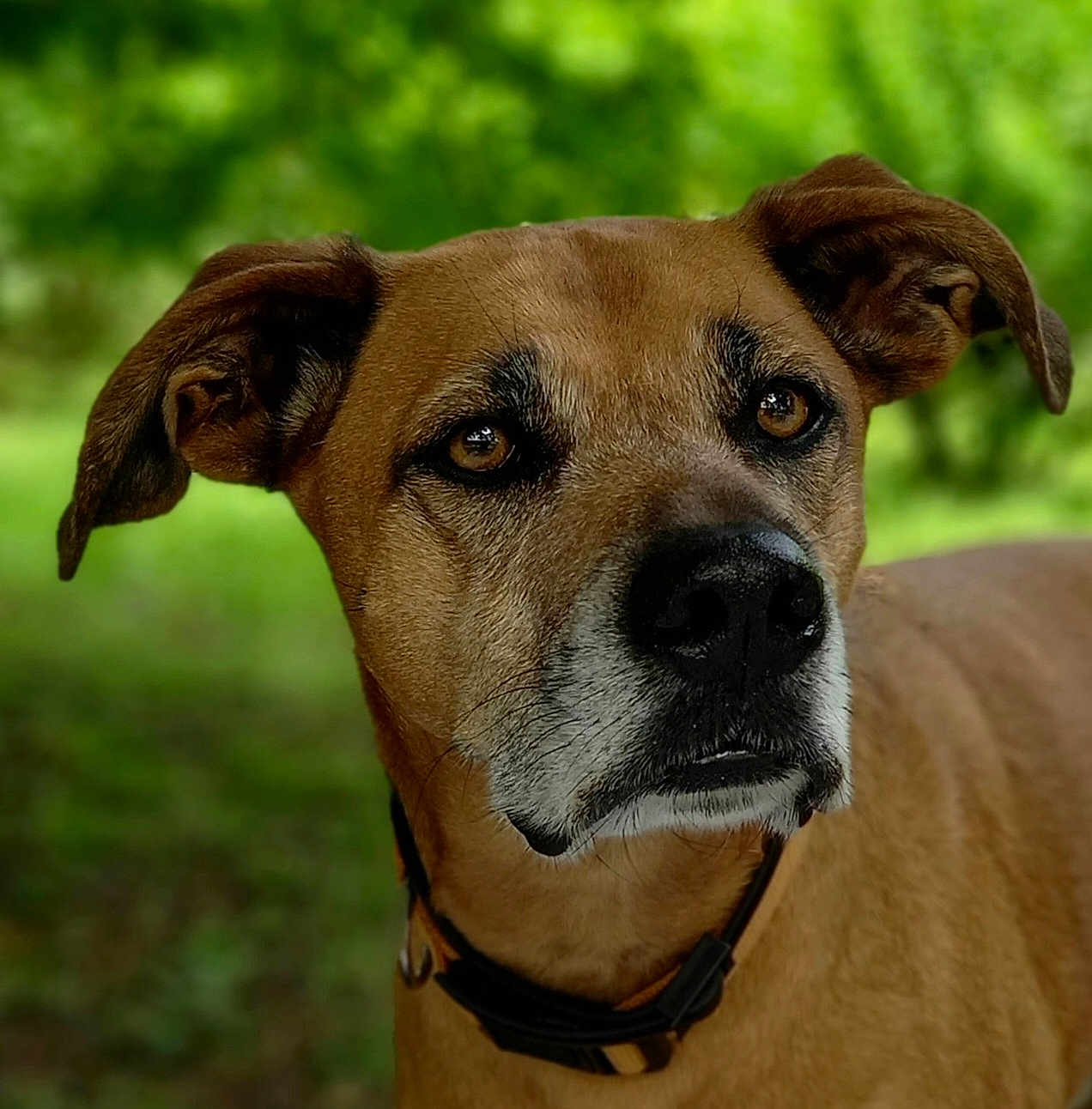 Free a rejoint le concours — aidez-le/la à gagner de superbes lots ! dog, animal, pet, brown_fur, ears, outdoor, nature, portrait, canine, collar, closeup, muzzle, fur_texture, expressive_eyes, green_background, summer, daylight, watchful, calm, adorable