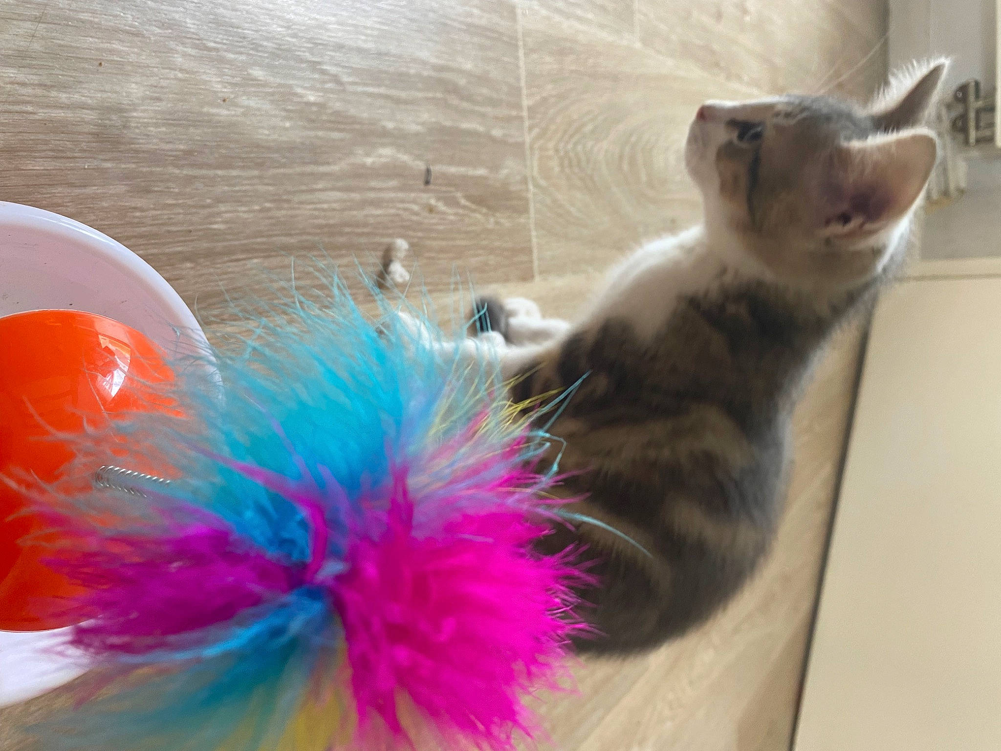 Stitch a rejoint le concours — aidez-le/la à gagner de superbes lots ! carnivore, cat, comfort, domestic_short_haired_cat, electric_blue, fashion_accessory, fawn, feather, felidae, fur, magenta, natural_material, pet_supply, pink, small_to_medium_sized_cats, tail, terrestrial_animal, toy, vertebrate, whiskers