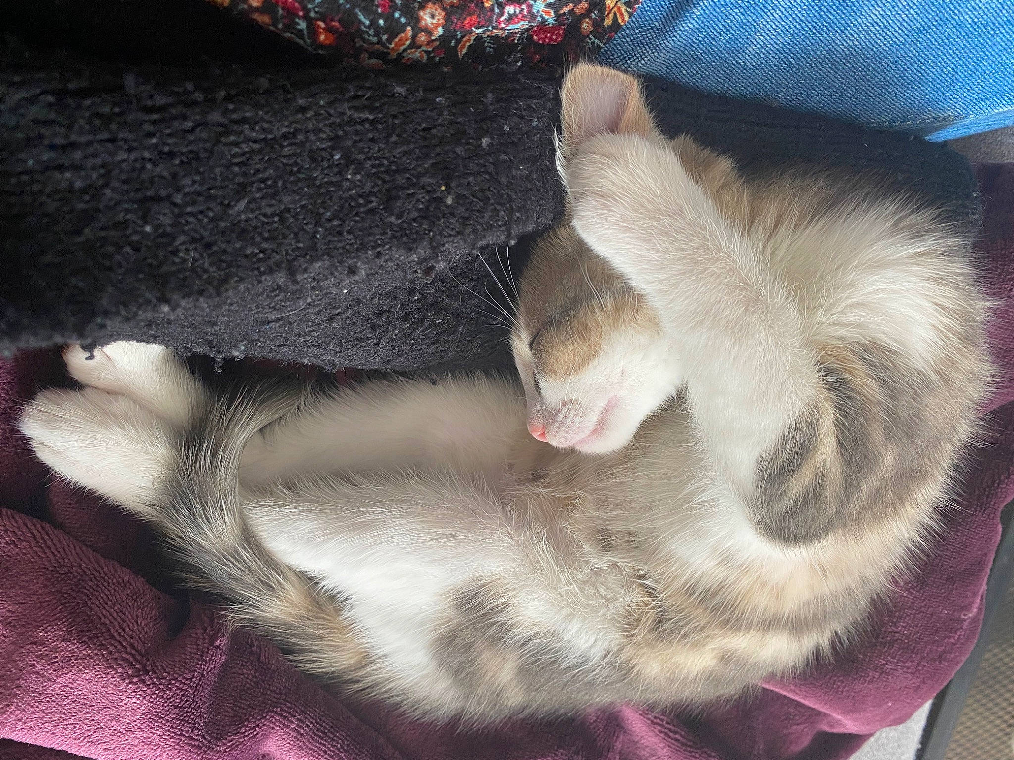 Stitch participe au concours pour gagner de l'argent avec cette photo : carnivore, cat, claw, comfort, companion_dog, dog_breed, domestic_short_haired_cat, fawn, felidae, foot, fur, mustelidae, nap, paw, sleep, small_to_medium_sized_cats, snout, tail, terrestrial_animal, whiskers