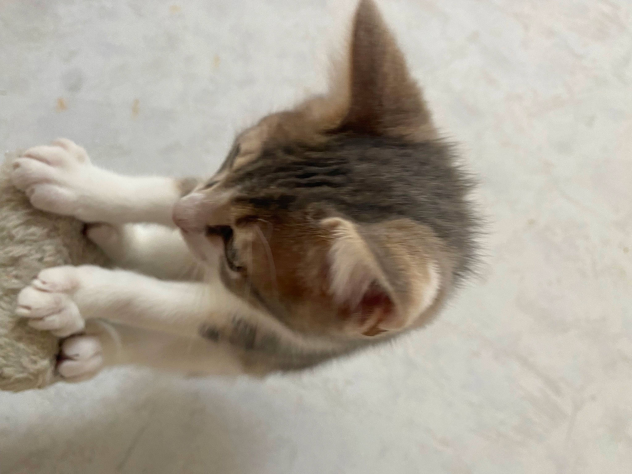 Stitch participe au concours pour gagner de l'argent avec cette photo : canidae, carnivore, cat, claw, dog_breed, domestic_short_haired_cat, eye, fawn, felidae, foot, fur, nap, paw, small_to_medium_sized_cats, snout, tail, terrestrial_animal, whiskers, wildlife, wood