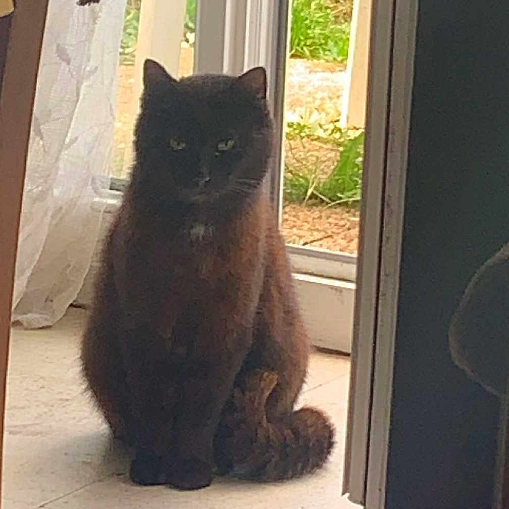 Pomponette participe au concours pour gagner de l'argent avec cette photo : animal, black_cat, calm, cat, curtains, domestic, feline, floor, glass_door, greenery, home, indoor, pet, quiet, shadow, sitting, still, sunlight, tile_floor, window