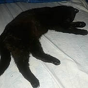 Pomponette a rejoint le concours — aidez-le/la à gagner de superbes lots ! animal, bed, black_cat, cat, cozy, cute, domestic_cat, feline, fur, indoor, mammal, paw, pet, quiet, relaxed, resting, sleeping, tail, whiskers, white_bedspread