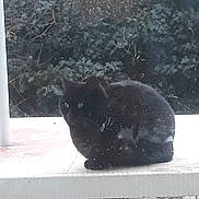 Pomponette participe au concours pour gagner de l'argent avec cette photo : black_cat, cat, animal, outdoor, bench, white_bench, greenery, foliage, tree_branches, pet, sitting, window, glass, nature, wildlife, quiet, daytime, fur, mammal, wild
