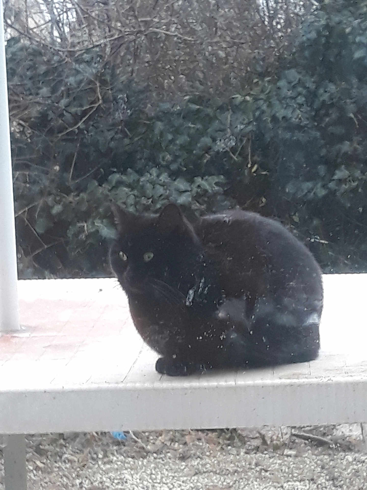 Pomponette participe au concours pour gagner de l'argent avec cette photo : black_cat, cat, animal, outdoor, bench, white_bench, greenery, foliage, tree_branches, pet, sitting, window, glass, nature, wildlife, quiet, daytime, fur, mammal, wild