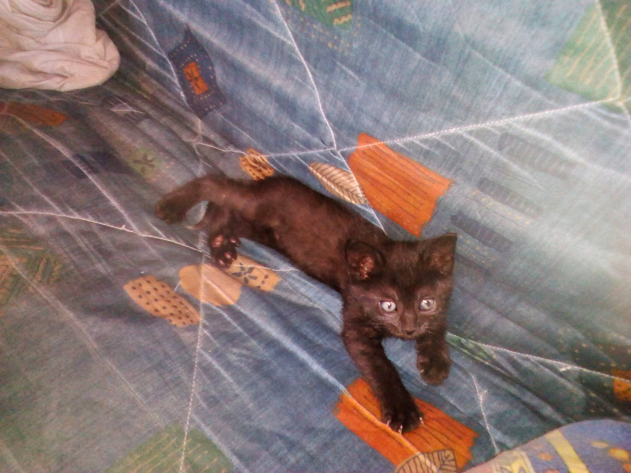 Frimousse participe au concours pour gagner de l'argent avec cette photo : cat, cat_like_mammal, fauna, kitten, person, small_to_medium_sized_cats, tail