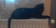 Frimousse participe au concours pour gagner de l'argent avec cette photo : animal_shelter, black, blue, carnivoran, cat, cat_like_mammal, dog_breed_group, dog_like_mammal, floor, flooring, mammal, photograph, product, small_to_medium_sized_cats, snapshot, tail, vertebrate, whiskers, white, wood