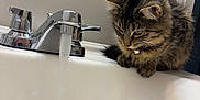 Olive is registered to the contest to win money with this photo: cat, kitten, tabby_cat, fur, sink, faucet, water_stream, bathroom, tap, porcelain, countertop, whiskers, collar, curious, indoor, pet, reflection, mirror, paws, drain