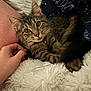 Olive is registered to the contest to win money with this photo: cat, kitten, tabby_cat, pet, feline, whiskers, collar, bell, blanket, plush_blanket, hand, human_hand, bed, bedding, pillow, fur, big_eyes, portrait, indoor, cozy