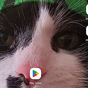 Buddy is registered to the contest to win money with this photo: cat, close_up, black_and_white, green_hat, watermelon_hat, pet, whiskers, pink_nose, feline, fur, animal, indoor, cute, face, portrait, domestic_cat, play_store_icon, phone_screenshot, app_icons, mobile