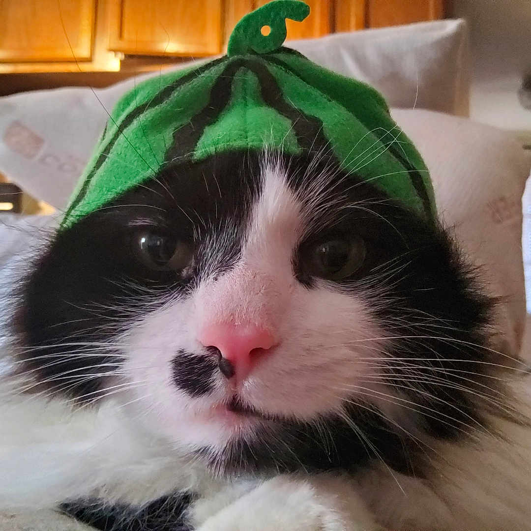 Buddy joined the competition — help win amazing prizes! animal, black_and_white, cat, close_up, cozy, curious, cute, domestic, face, feline, fur, green, hat, household, indoor, pet, pink_nose, portrait, relaxed, whiskers