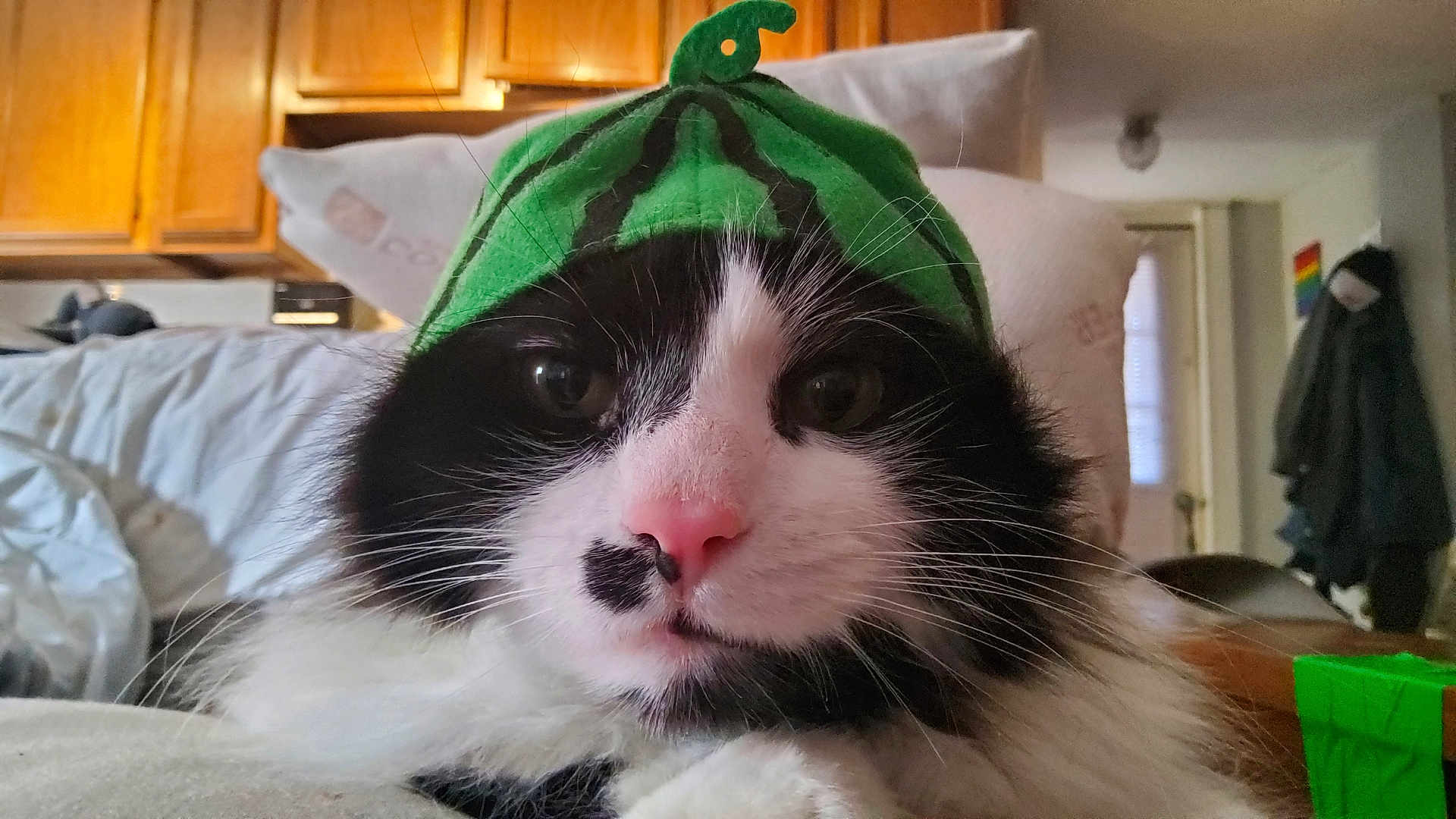 Buddy joined the competition — help win amazing prizes! cat, black_and_white, hat, close_up, indoor, pet, animal, feline, fur, whiskers, pink_nose, cozy, household, curious, cute, domestic, portrait, face, green, relaxed